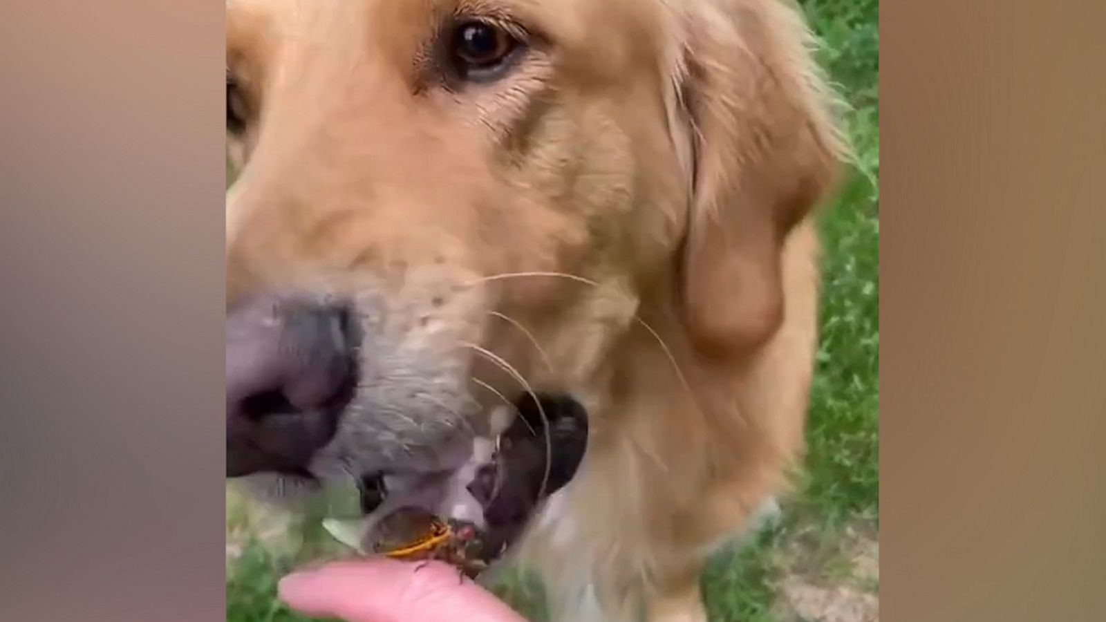 VIDEO: Pair of golden retrievers eat cicadas gobble down cicadas