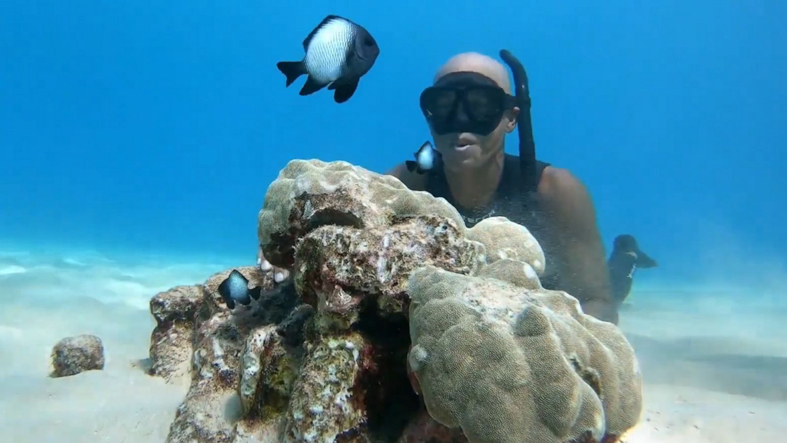 VIDEO: Diver films beautiful footage swimming with dolphins and stingrays