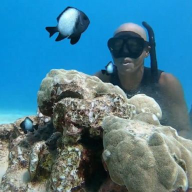 VIDEO: Diver films beautiful footage swimming with dolphins and stingrays 