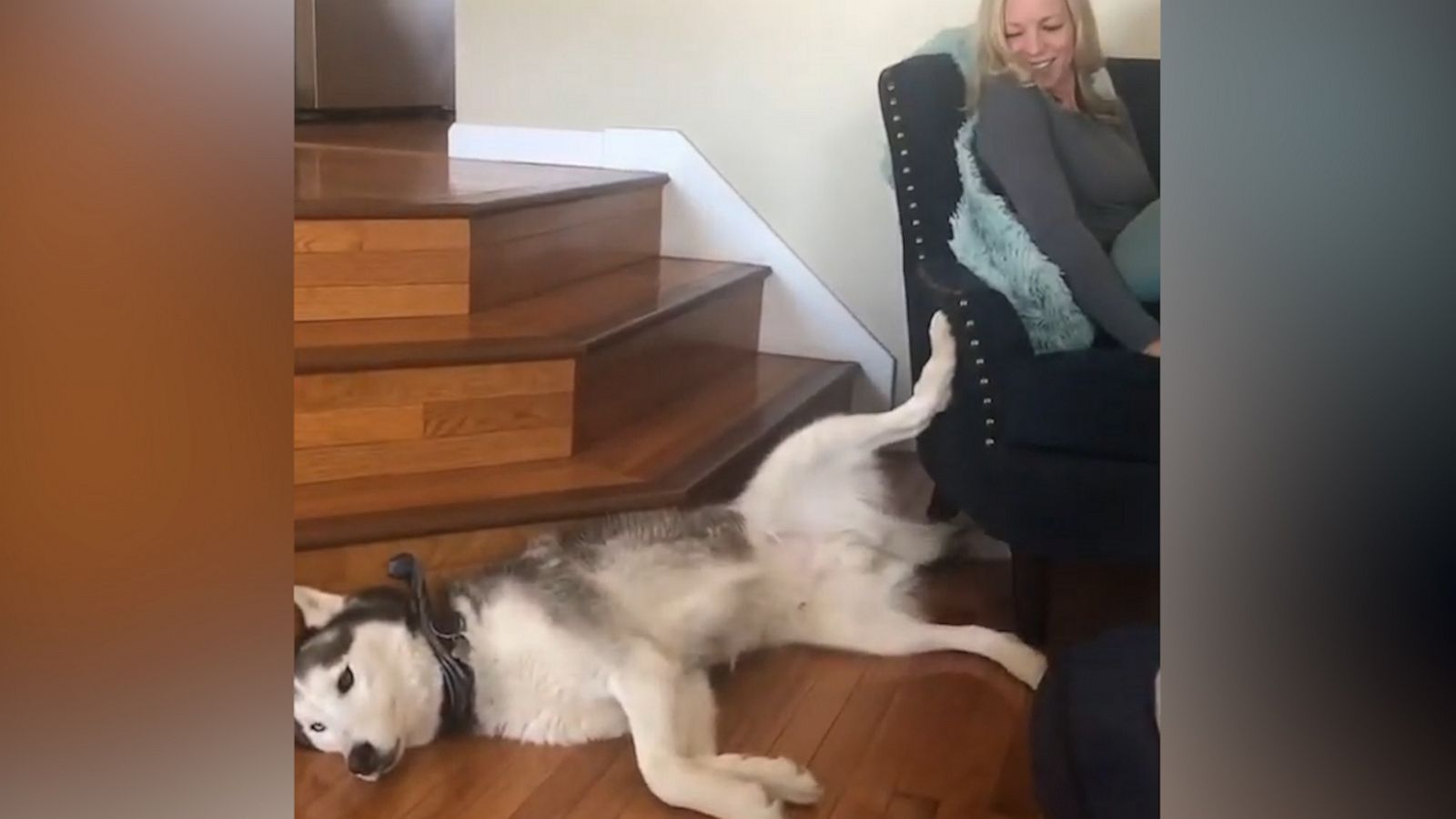 VIDEO: Husky demands owner for more leg rubs