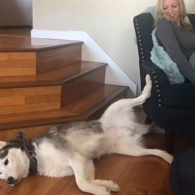 VIDEO: Husky demands owner for more leg rubs