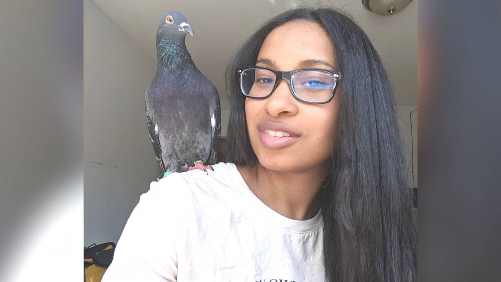 VIDEO: Cuddly pigeon rescued off the streets of NYC might change your mind about the bird