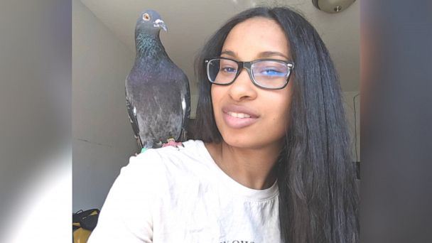 cuddly pigeon