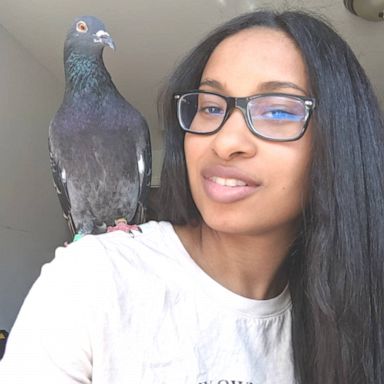 VIDEO: Cuddly pigeon rescued off the streets of NYC might change your mind about the bird 