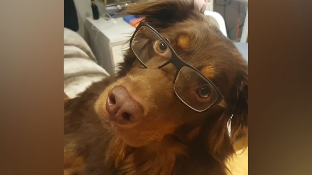 VIDEO: This pup loves wearing his glasses