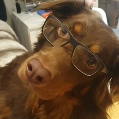 VIDEO: This pup loves wearing his glasses