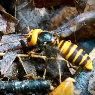 VIDEO: First murder hornet sighting of 2021 reported