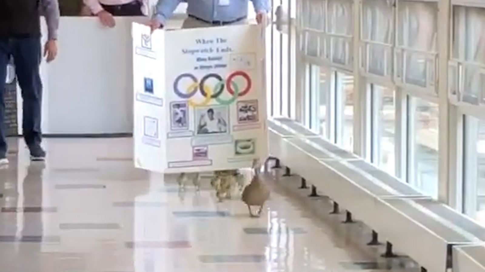 VIDEO: Mother duck and ducklings hatched in school courtyard venture through hallway