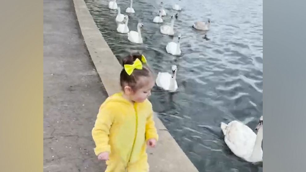 VIDEO: Toddler dressed in duck costume becomes fast friends with a group of swans 