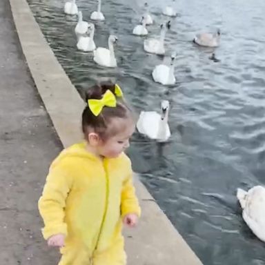 VIDEO: Toddler dressed in duck costume becomes fast friends with a group of swans 