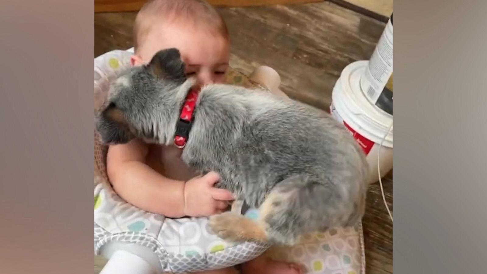 VIDEO: Puppy tries to squeeze into seat with toddler best friend