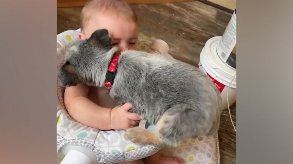 VIDEO: Puppy tries to squeeze into seat with toddler best friend 