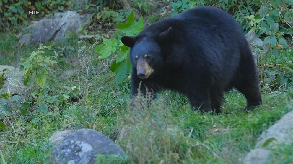 RESERVED LISTING selling FOR GMA BEAR