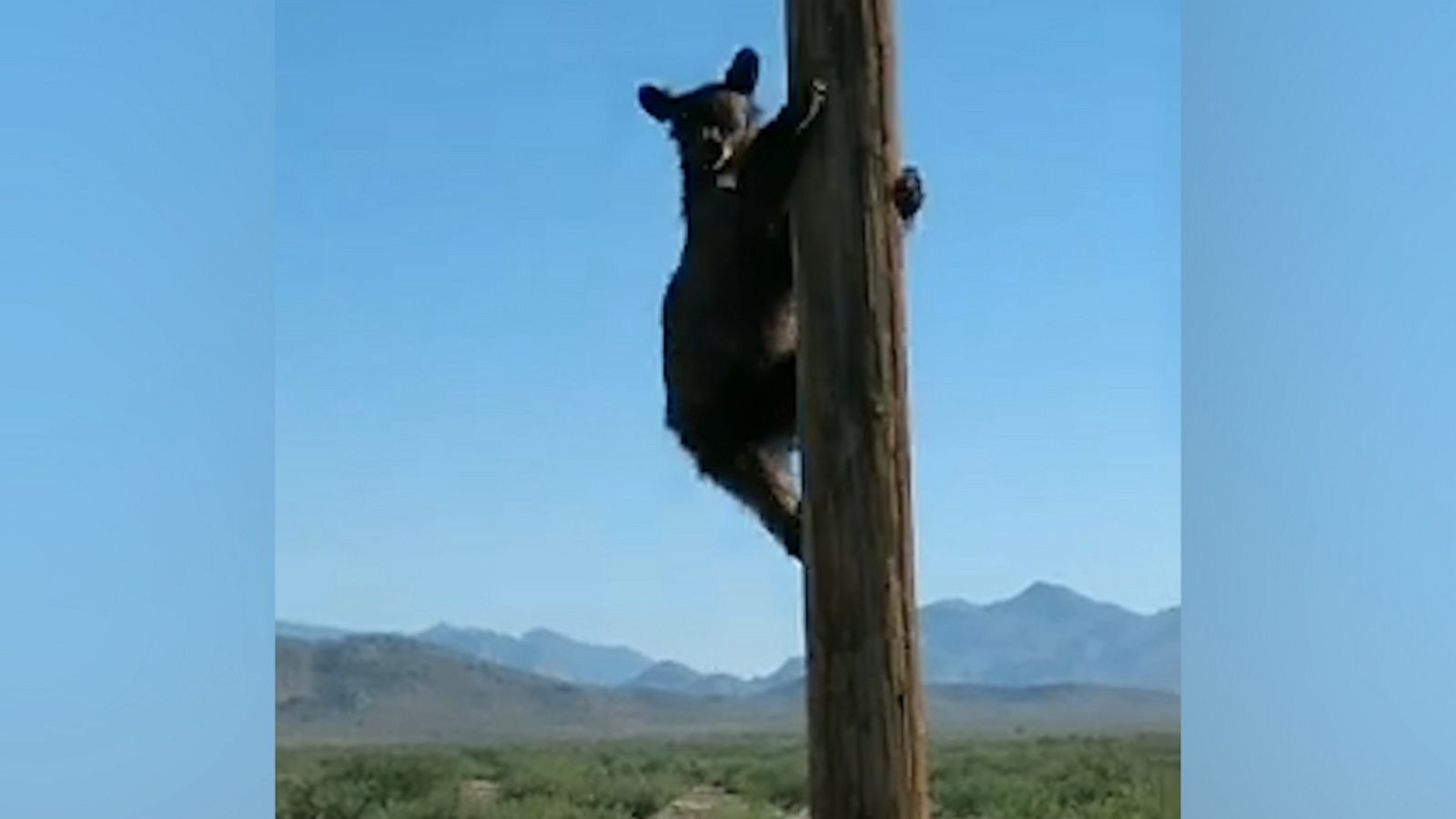 VIDEO: Lineman rescues bear cub who climbed up high-voltage utility pole