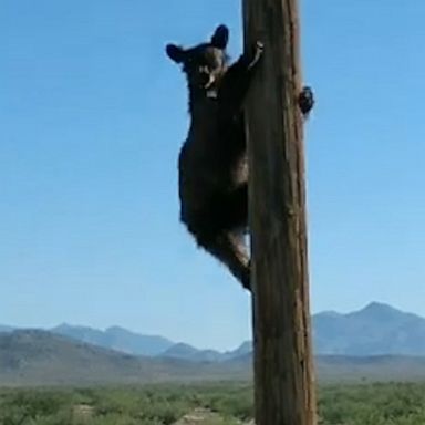 VIDEO: Lineman rescues bear cub who climbed up high-voltage utility pole 