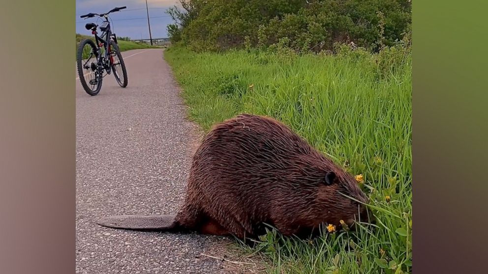 VIDEO: Beaver inspires cyclist to stop and smell the flowers 