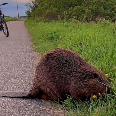 VIDEO: Beaver inspires cyclist to stop and smell the flowers 