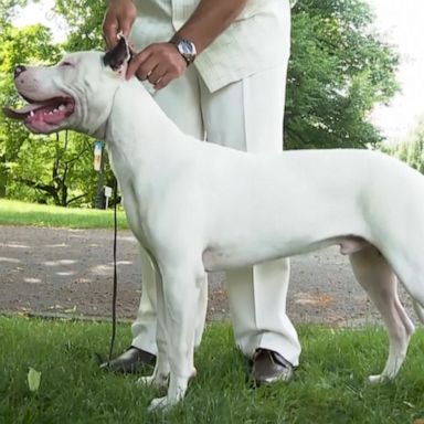 VIDEO: Four new dog breeds now eligible to compete at Westminster Dog Show 