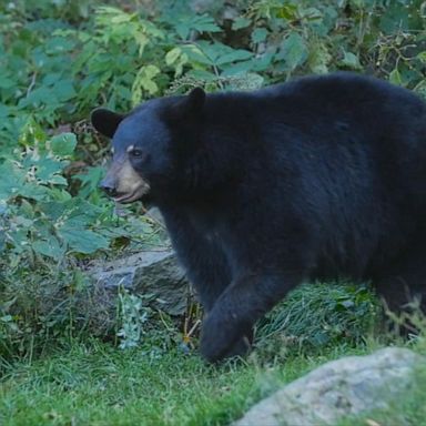 VIDEO: Camper rescued after bear attack near Yellowstone