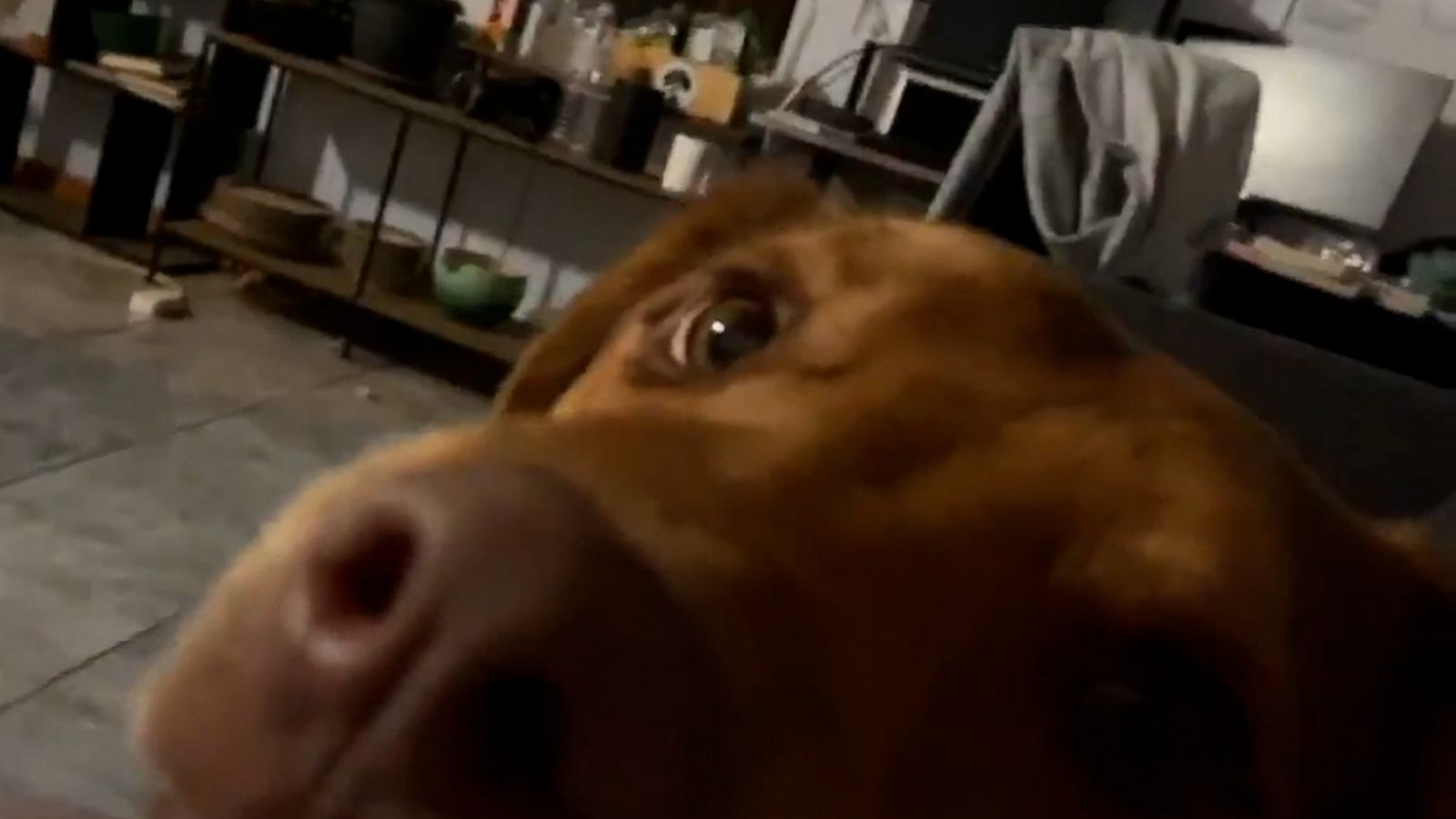 VIDEO: Jealous pup demands to be involved as his mom tries to read a book in peace