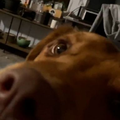 VIDEO: Jealous pup demands to be involved as his mom tries to read a book in peace