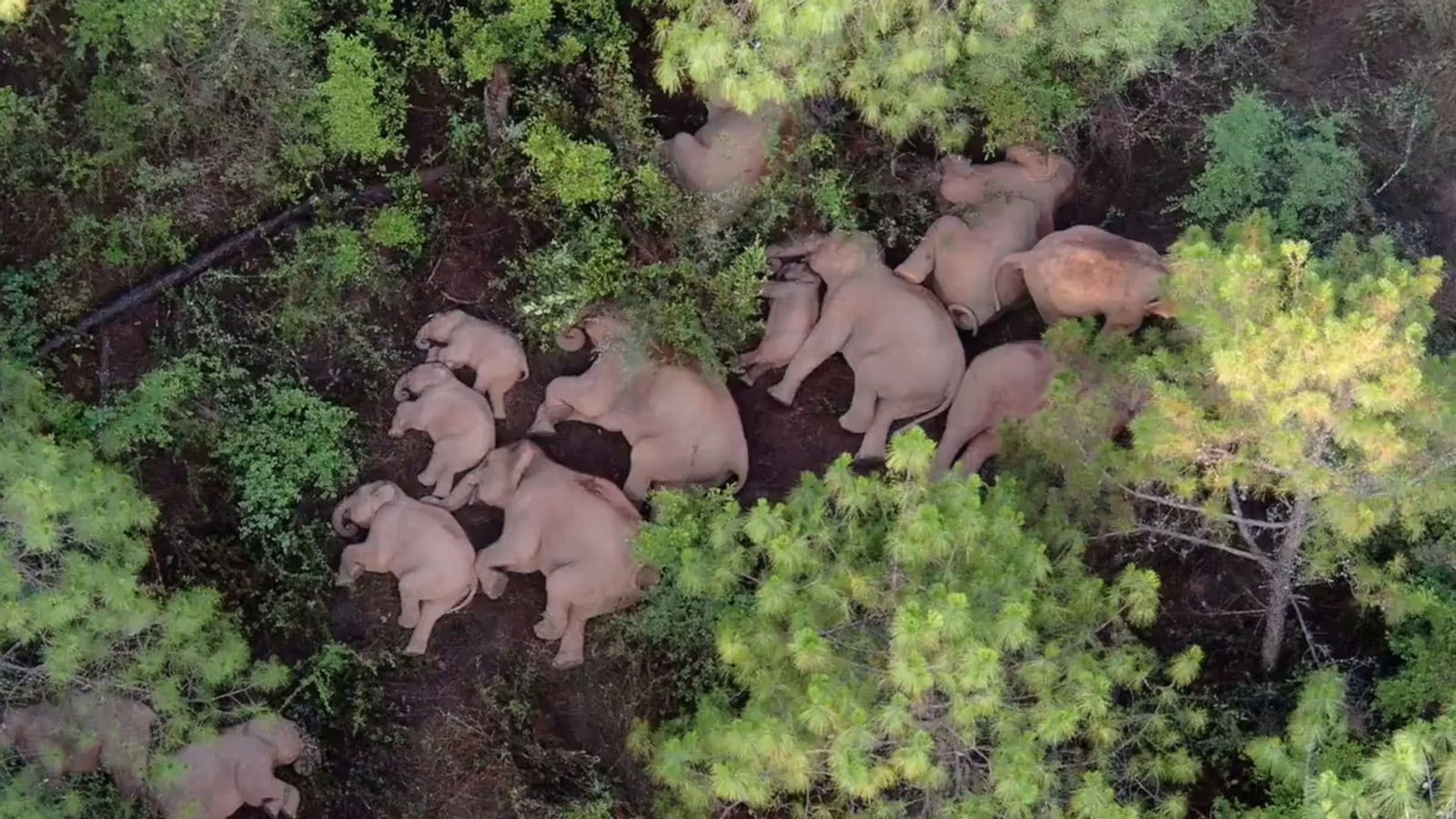 VIDEO: Stop what you’re doing, and please watch this herd of elephants take a group nap