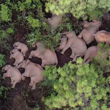 VIDEO: Stop what you’re doing, and please watch this herd of elephants take a group nap 