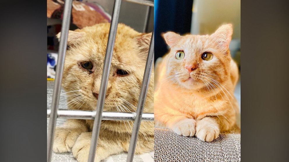 VIDEO: Watch the 'saddest cat in the world' learn to love life again