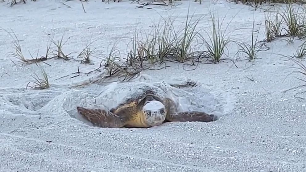 VIDEO: We could watch this sea turtle return to the ocean all day 