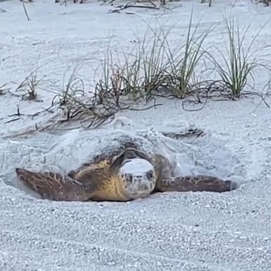 VIDEO: We could watch this sea turtle return to the ocean all day 