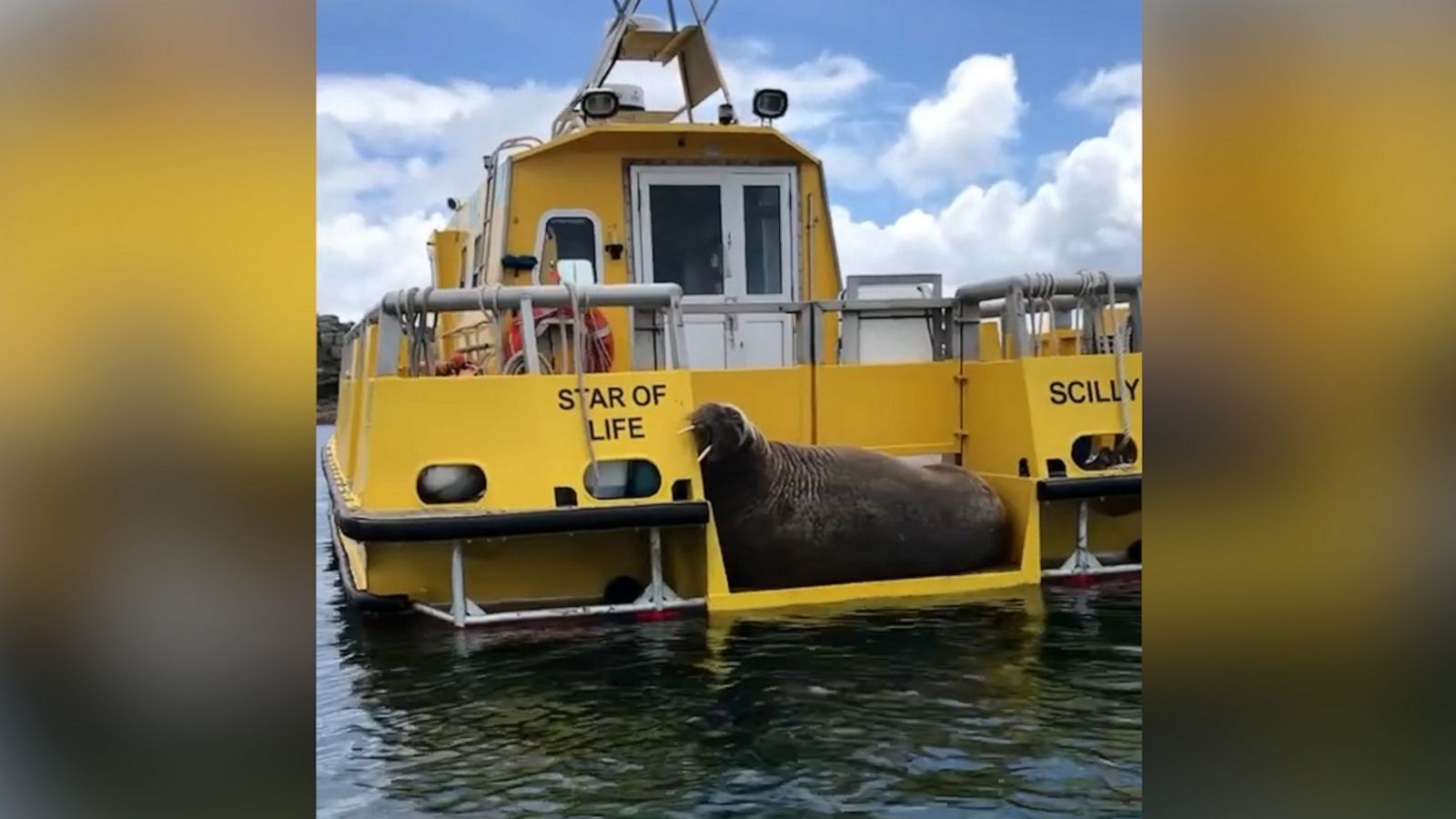 VIDEO: Adorable walrus napping on a boat is the cutest sleepy stowaway