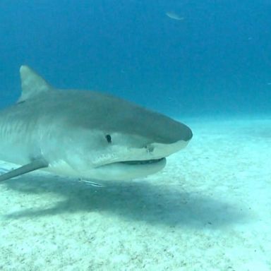 VIDEO: California surfer hospitalized after great white shark bite