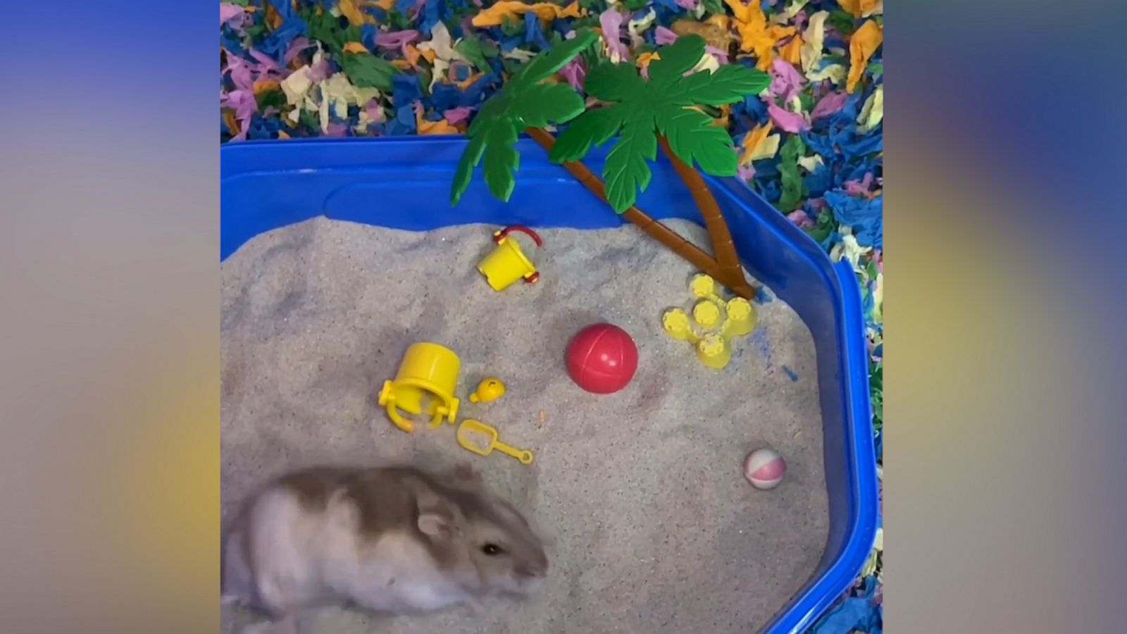 VIDEO: Watch the world's most pampered hamster enjoy a day at the 'beach'