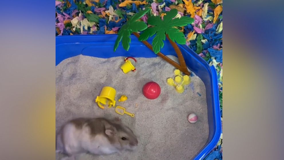 VIDEO: Watch the world's most pampered hamster enjoy a day at the 'beach' 