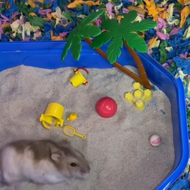 VIDEO: Watch the world's most pampered hamster enjoy a day at the 'beach' 