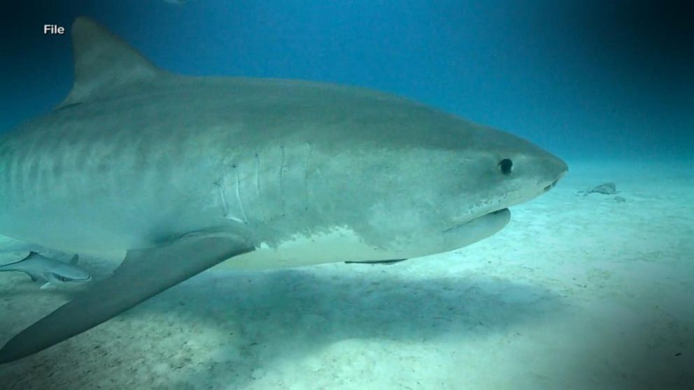 7 Year Old Girl Suffers Apparent Shark Bite In North Carolina Officials Abc News