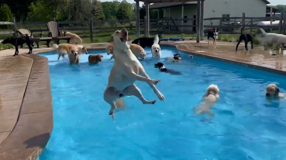 VIDEO: We found the hottest summer destination…and it's this swimming pool full of dogs 