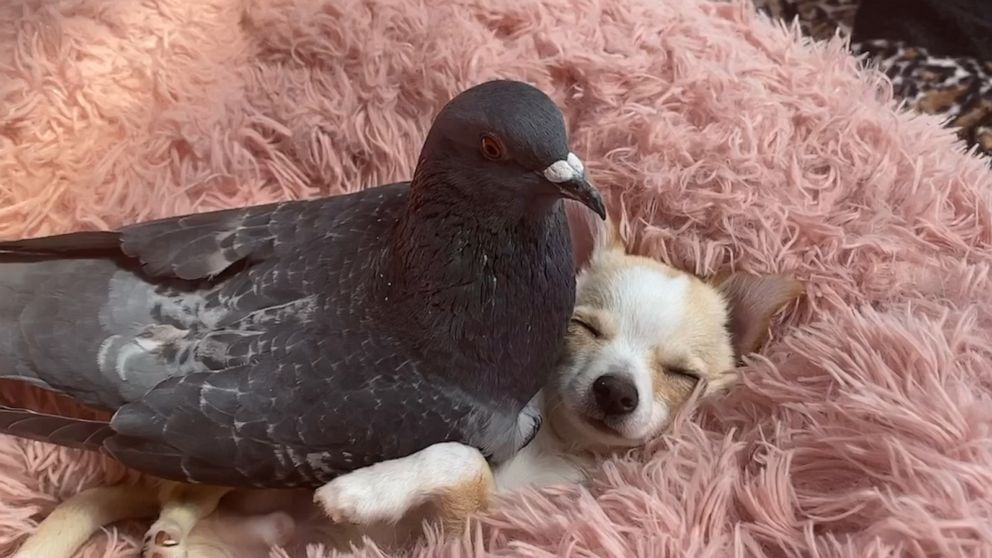 VIDEO: Puppy and pigeon become the best of friends, embracing their differences
