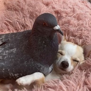 VIDEO: Puppy and pigeon become the best of friends, embracing their differences