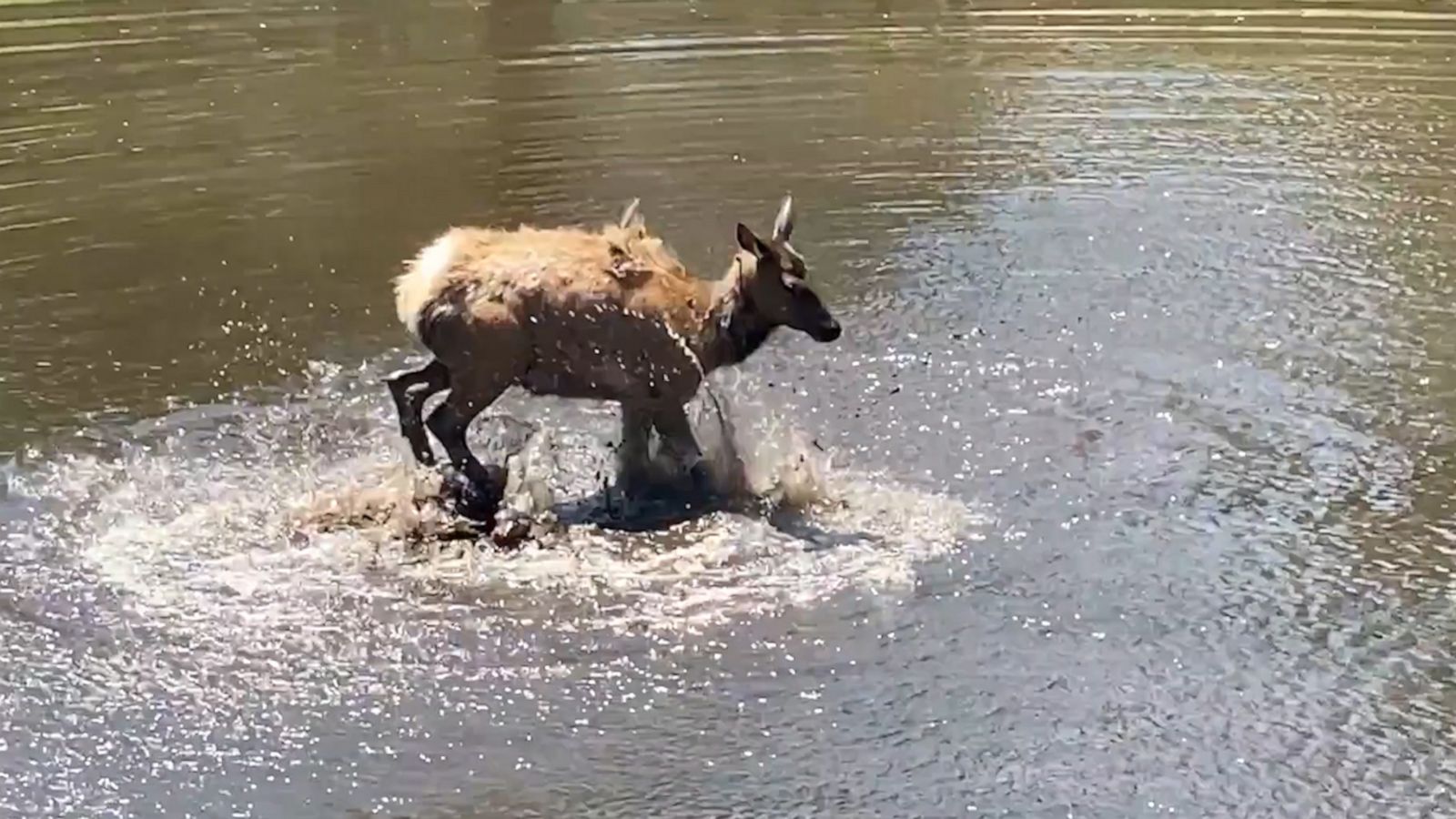 VIDEO: Elk splash around in pond to cool off in summer heat