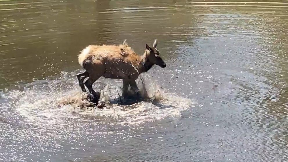 VIDEO: Elk splash around in pond to cool off in summer heat 