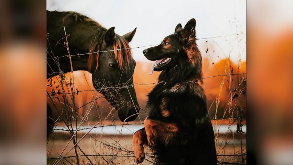 VIDEO: German Shepherd and horse pose for adorable photo shoot 