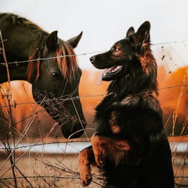 VIDEO: German Shepherd and horse pose for adorable photo shoot 