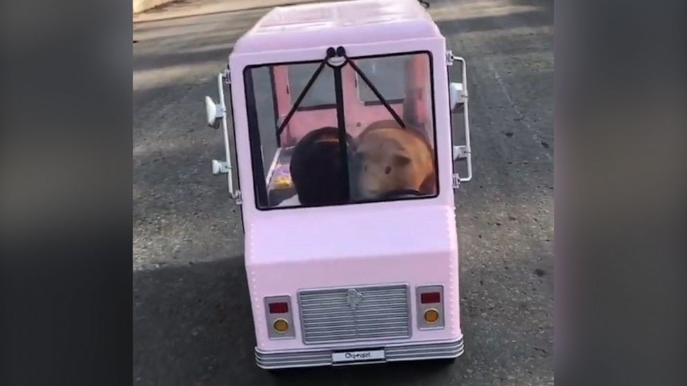 VIDEO: Sweet guinea pig pals take a joy ride in an ice cream truck