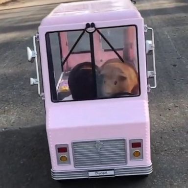 VIDEO: Sweet guinea pig pals take a joy ride in an ice cream truck