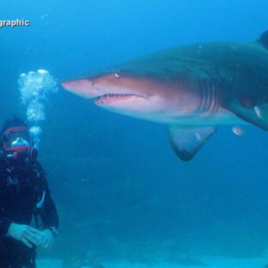 VIDEO: Nat Geo’s Sharkfest diving into its 9th year