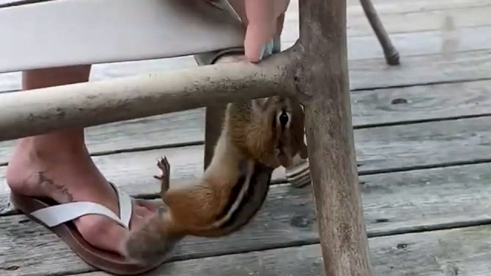 VIDEO: Woman untangles chipmunk and saves the day