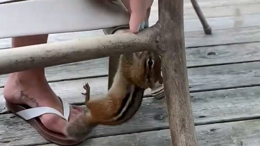 VIDEO: Woman untangles chipmunk and saves the day 