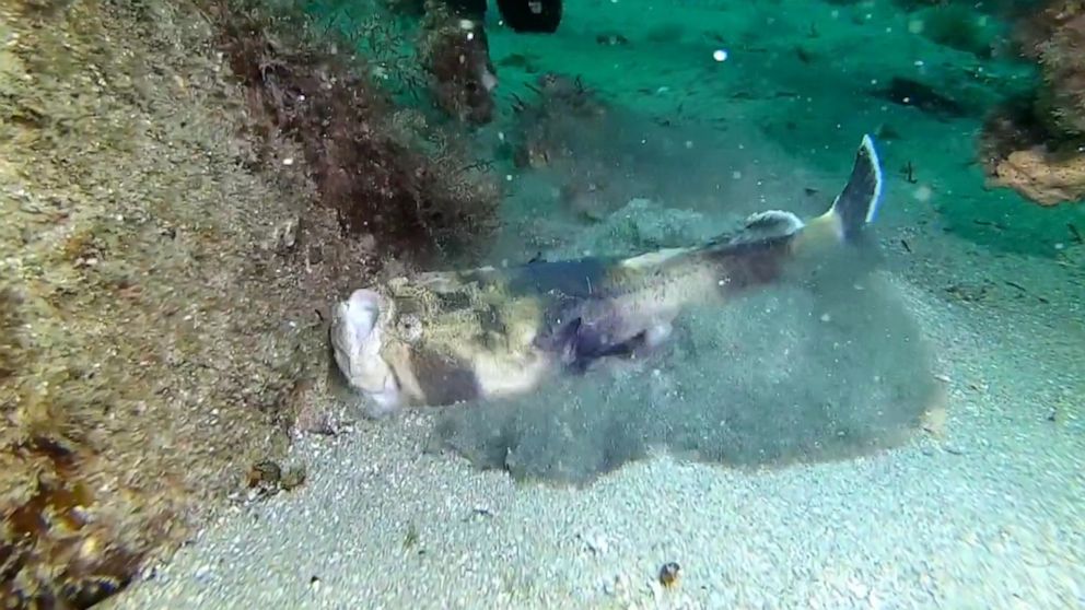 VIDEO: This Stargazer fish is all of us after a long weekend
