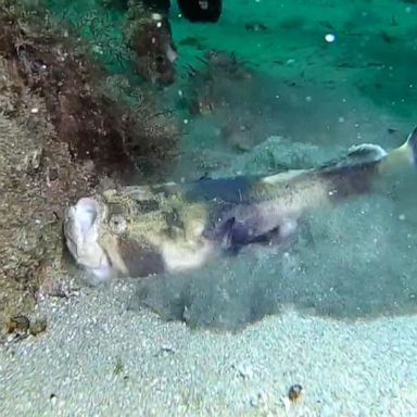 VIDEO: This Stargazer fish is all of us after a long weekend